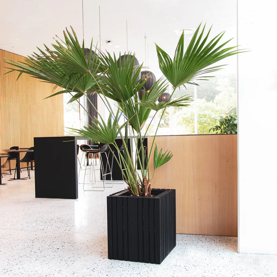 GrowBig Plantekasse fra SQUARELY i Sort Olieret Asketræ | 45x45x52cm - Billede 5
