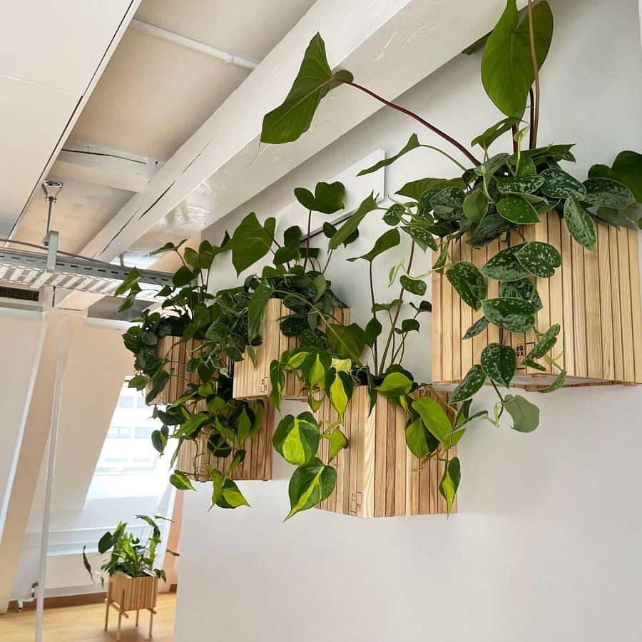GrowOn Wall Plantekasse Inkl. Kroge fra SQUARELY i Naturolieret Asketræ | 22x22x24cm - Billede 2