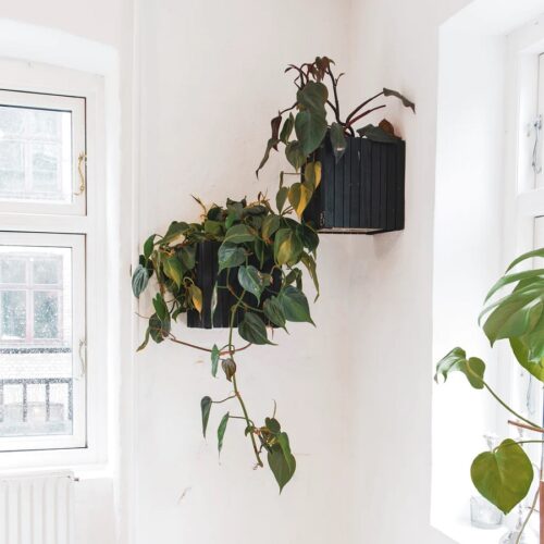 GrowOn Wall Plantekasse Inkl. Kroge fra SQUARELY i Mørk Olieret Egetræ | 22x22x24cm